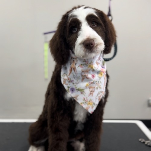 Grooming work 3
