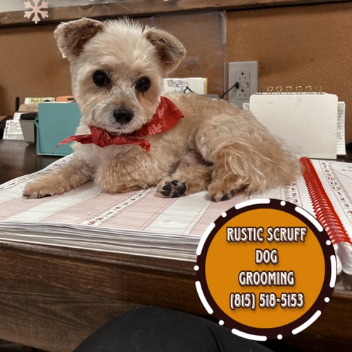 Grooming work 10