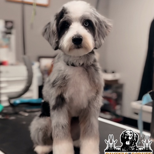 Grooming work 2